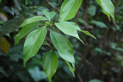 Neolitsea cassia